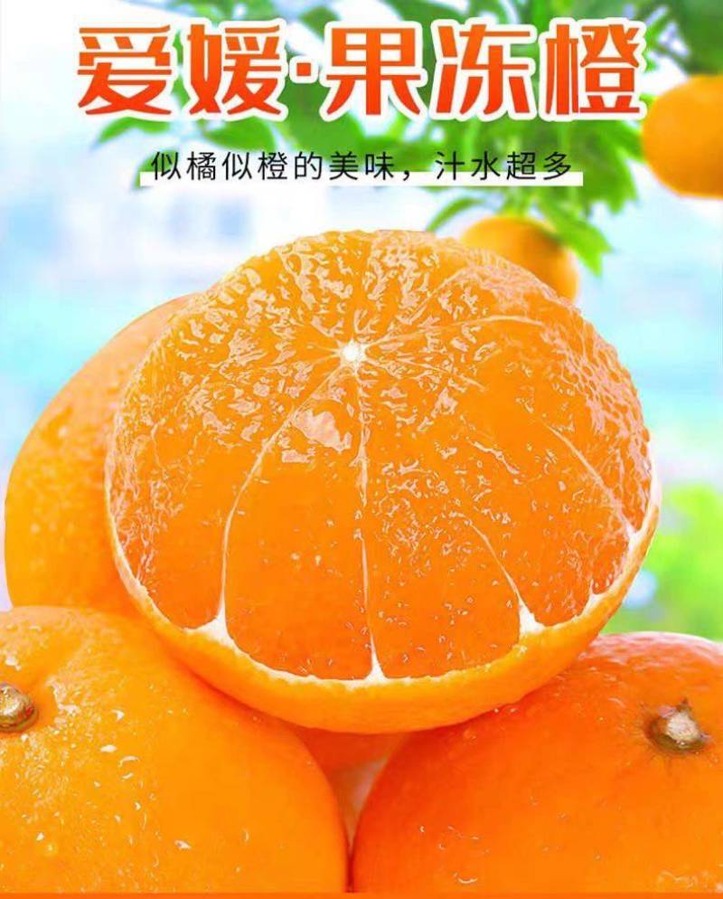 四川爱媛38号果冻橙细皮整车批发一件代发