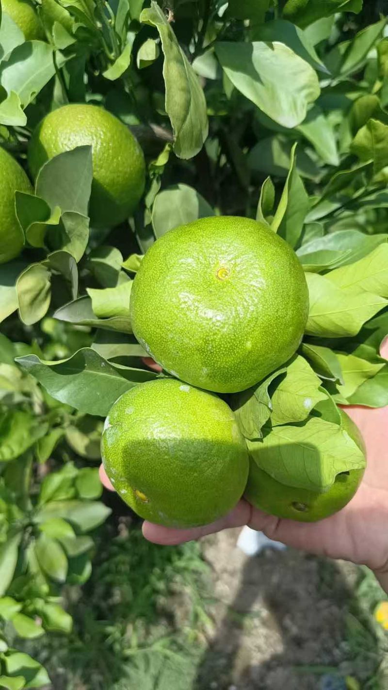 特早蜜橘！