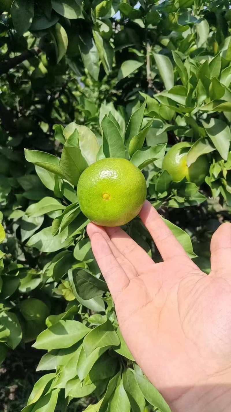 特早蜜橘！