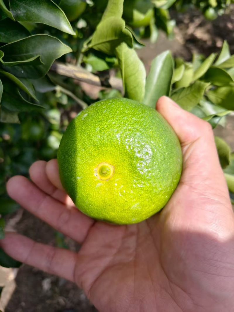 特早蜜橘！