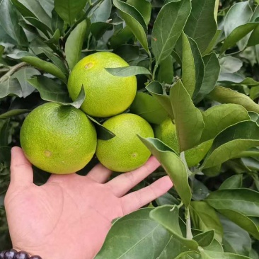 特早蜜橘！