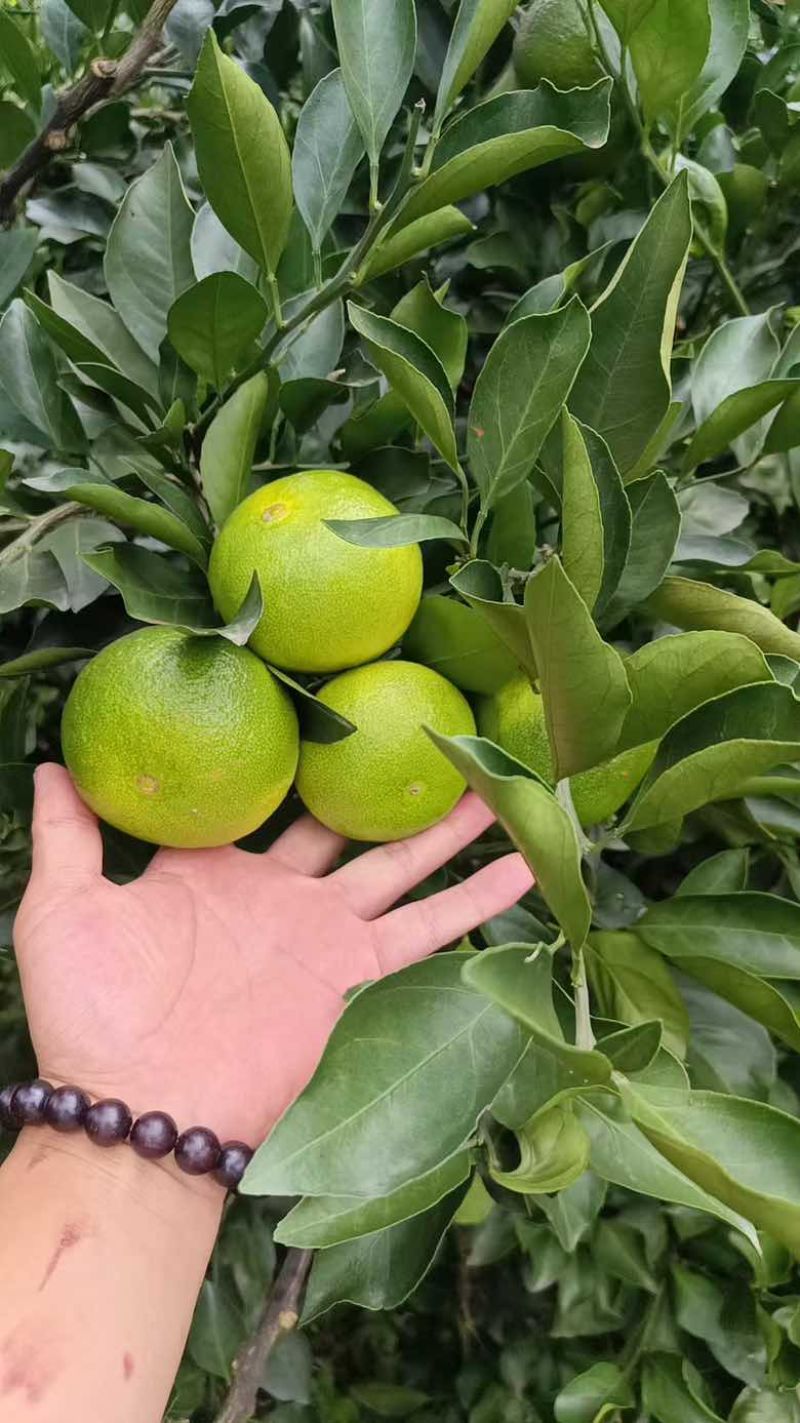 特早蜜橘！