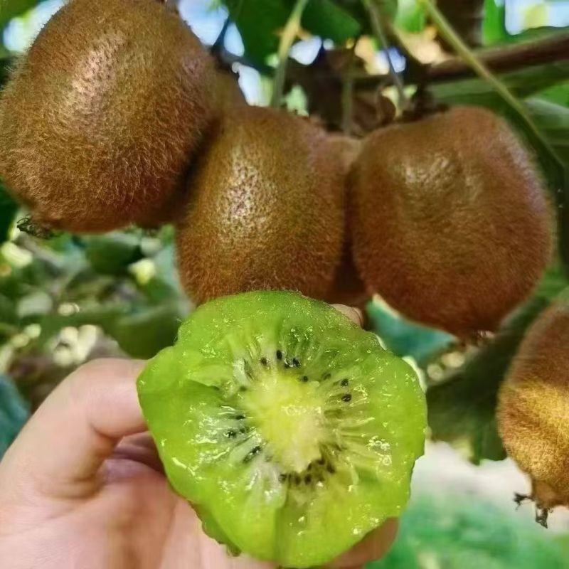 自家种植，现摘现发，甜美可口
