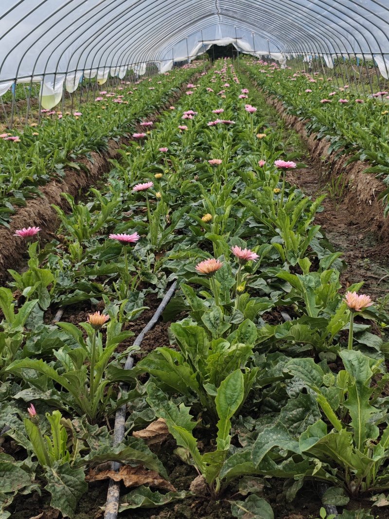 鲜花，非洲菊，弗朗