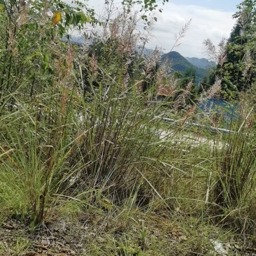 班毛草