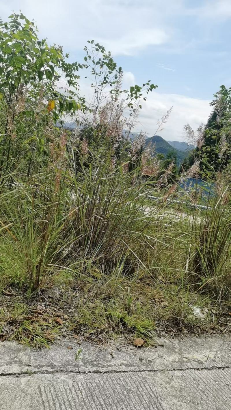 班毛草