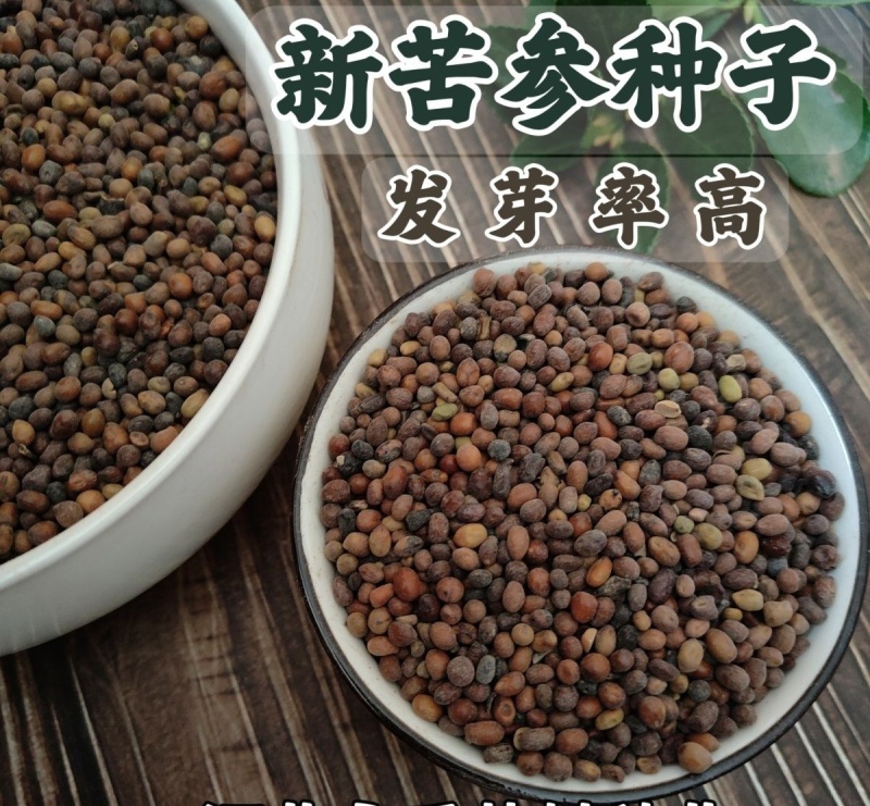 苦参种子，干净无杂志