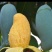 芒果