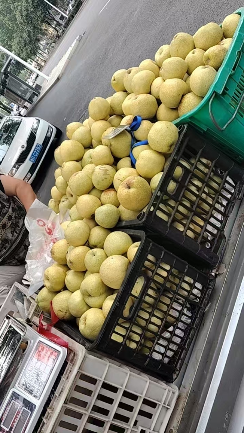 河南马村酥梨