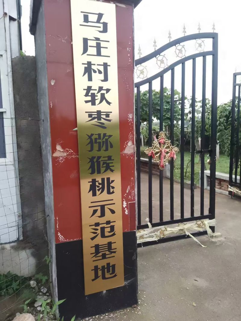 软枣猕猴桃