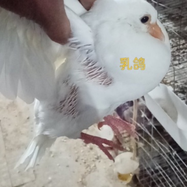 乳鸽