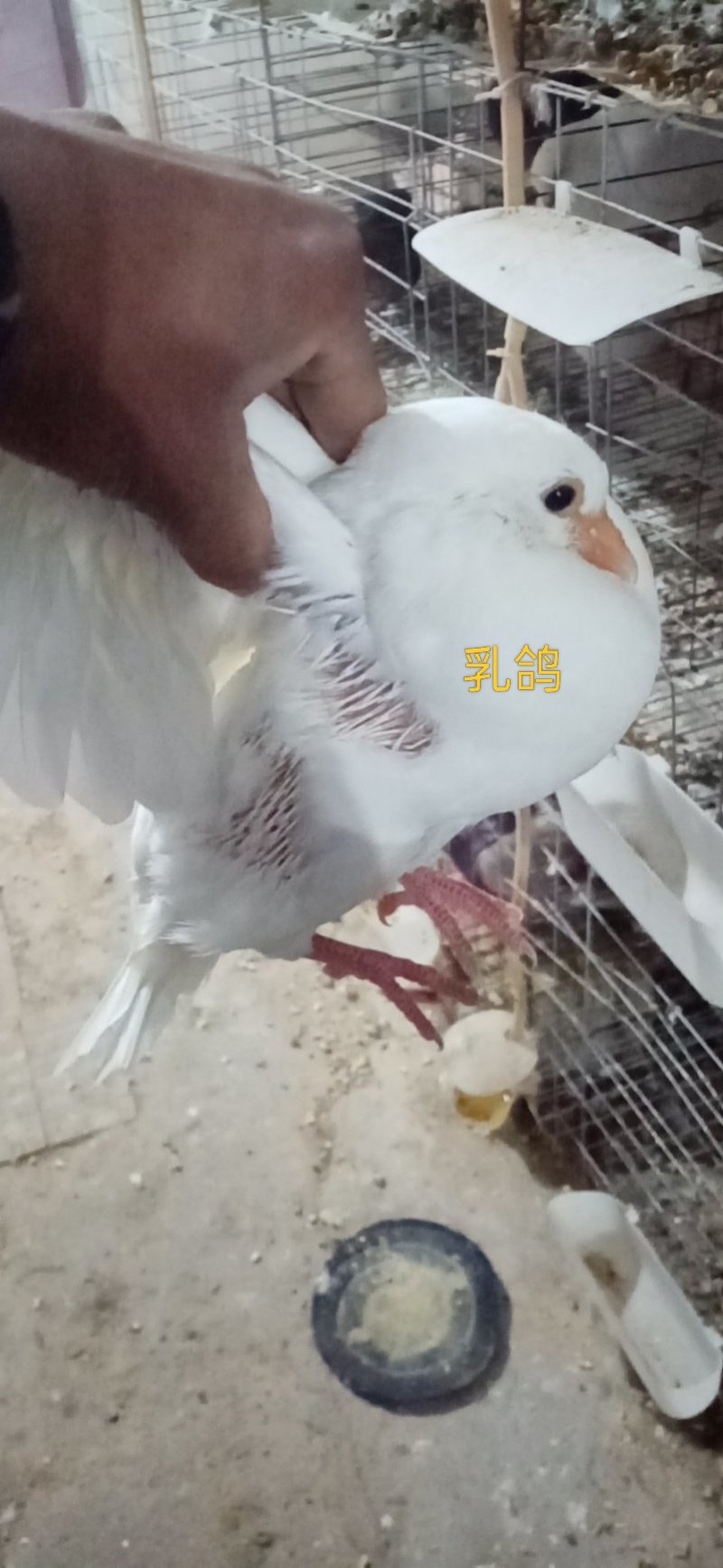 乳鸽