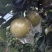 黄金梨