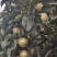 黄金梨