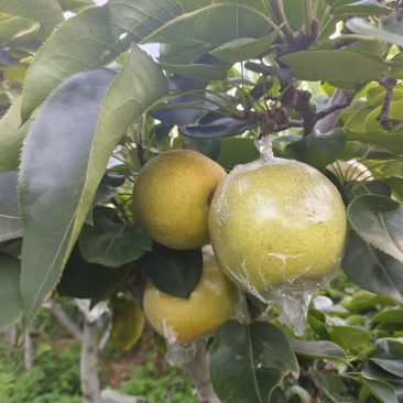 黄金梨