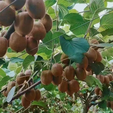 陕西猕猴桃