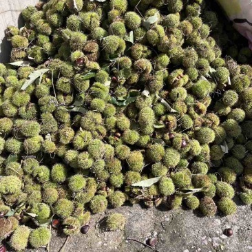栗子新鲜的栗子，急畅销，有需要的联系