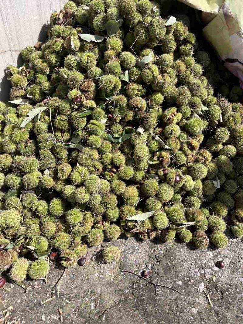 栗子新鲜的栗子，急畅销，有需要的联系