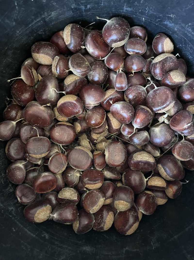 栗子新鲜的栗子，急畅销，有需要的联系