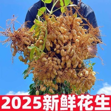 鲜花生【支持线上交易】电商，市场，商标产地直供