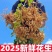 鲜花生【支持线上交易】电商，市场，商标产地直供