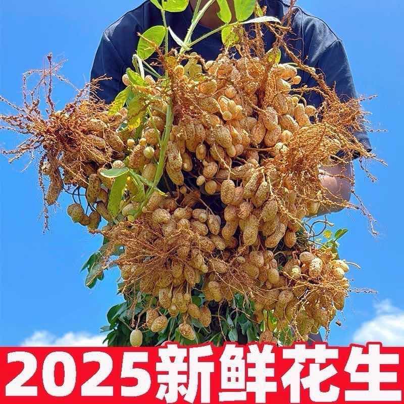 鲜花生【支持线上交易】电商，市场，商标产地直供