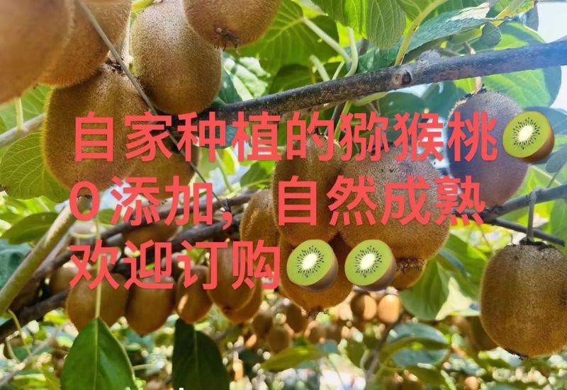 猕猴桃