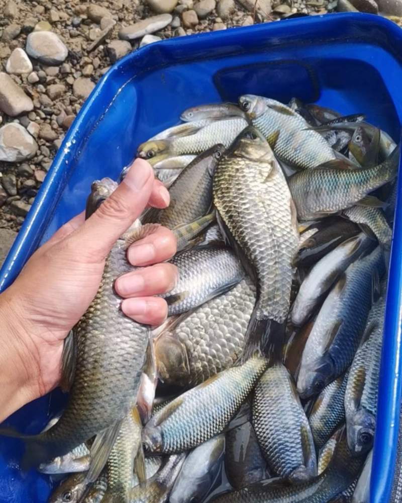 溪石斑