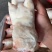 带筋猪蹄
