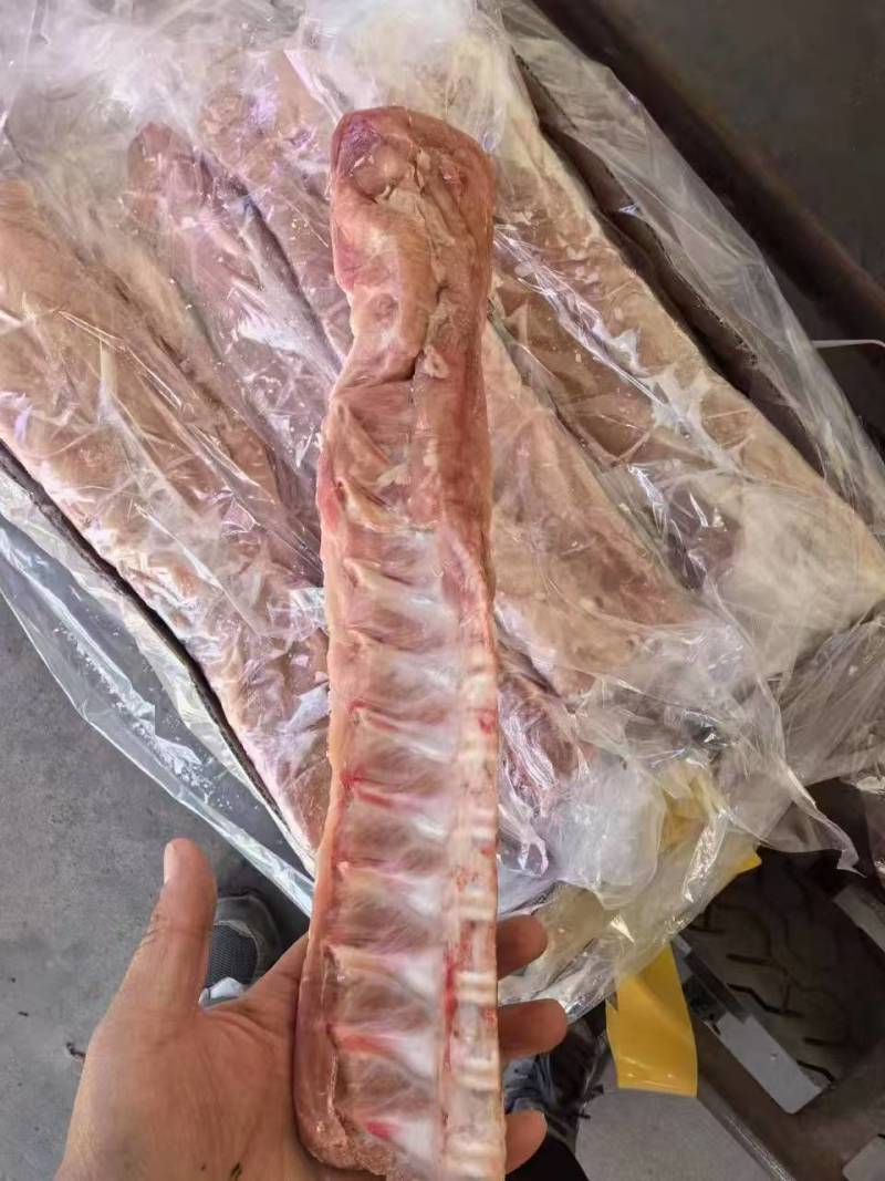 小龙骨