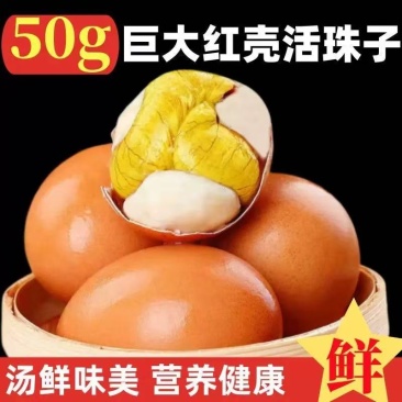 活珠子