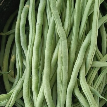 豆王