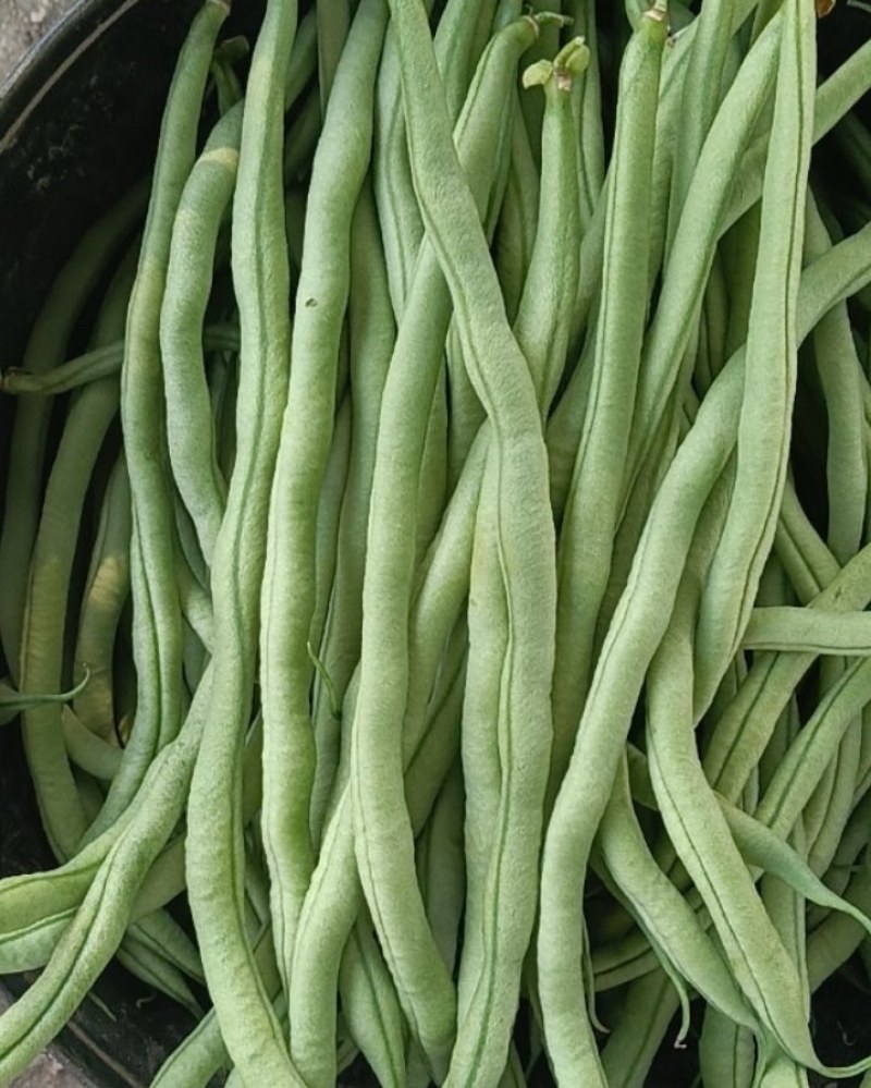 豆王