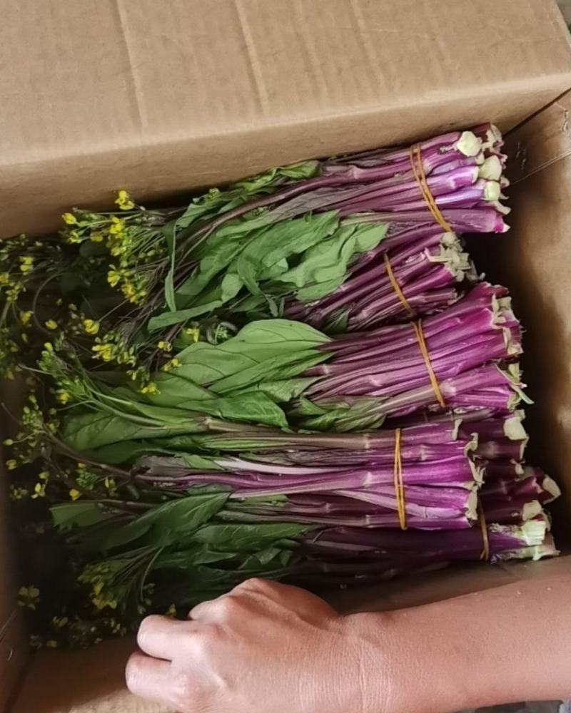 红菜苔