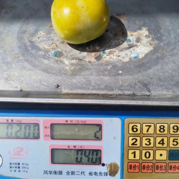 大秋柿子糖度现在在15个左右，七成熟，果子大小在55-100