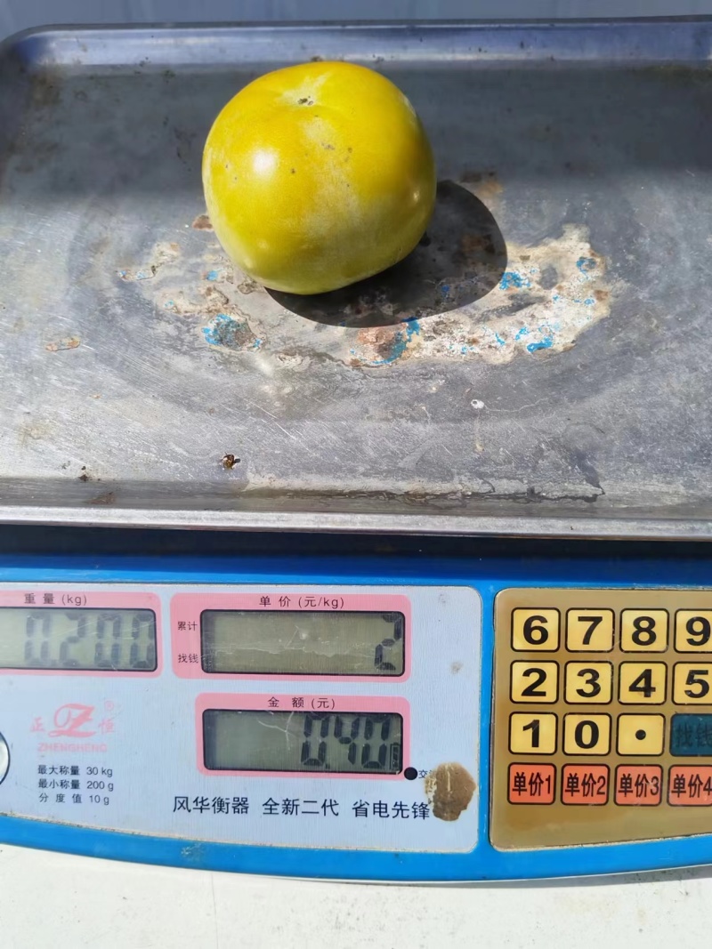 大秋柿子糖度现在在15个左右，七成熟，果子大小在55-100