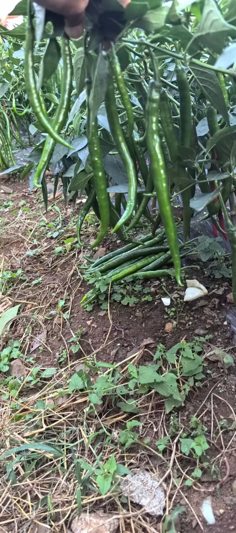精品三号线椒
