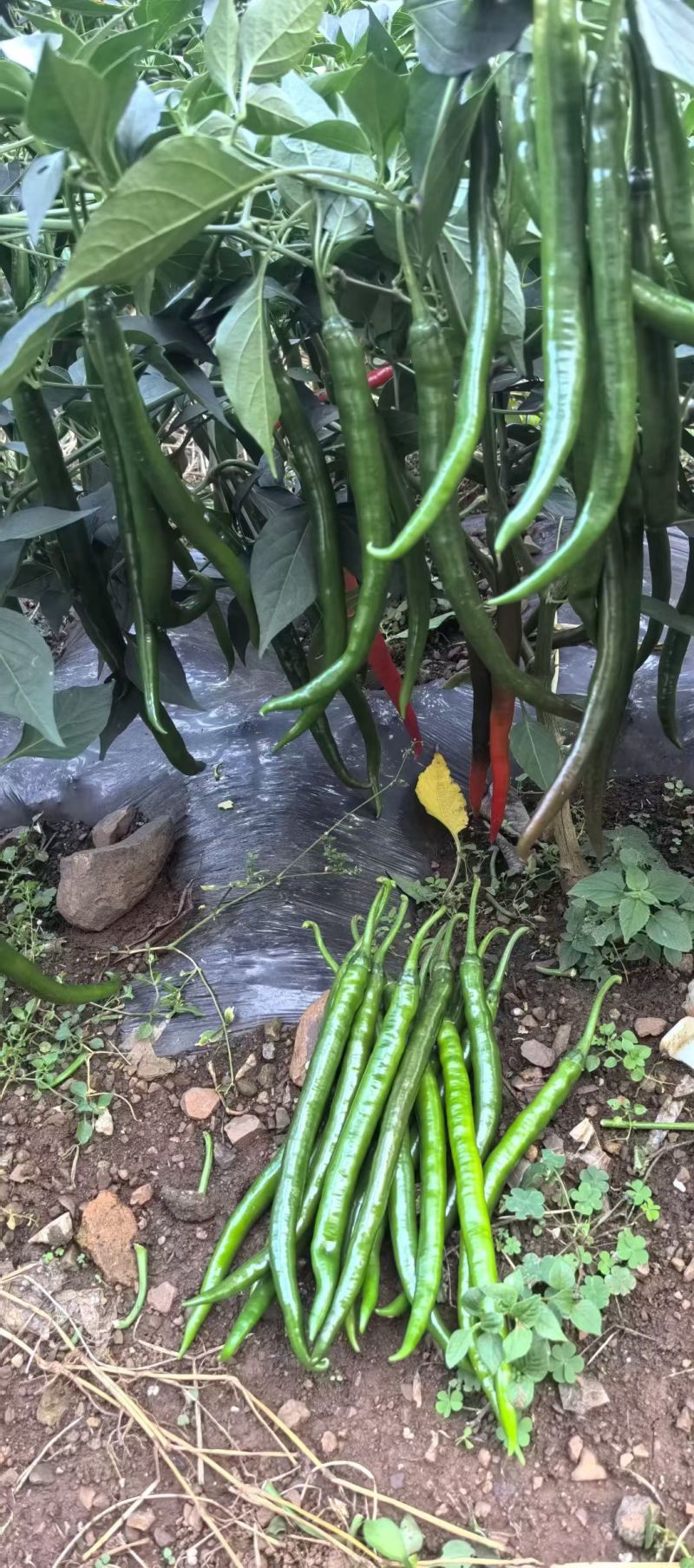 精品三号线椒