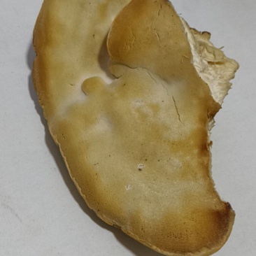 野生桑黄