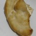 野生桑黄