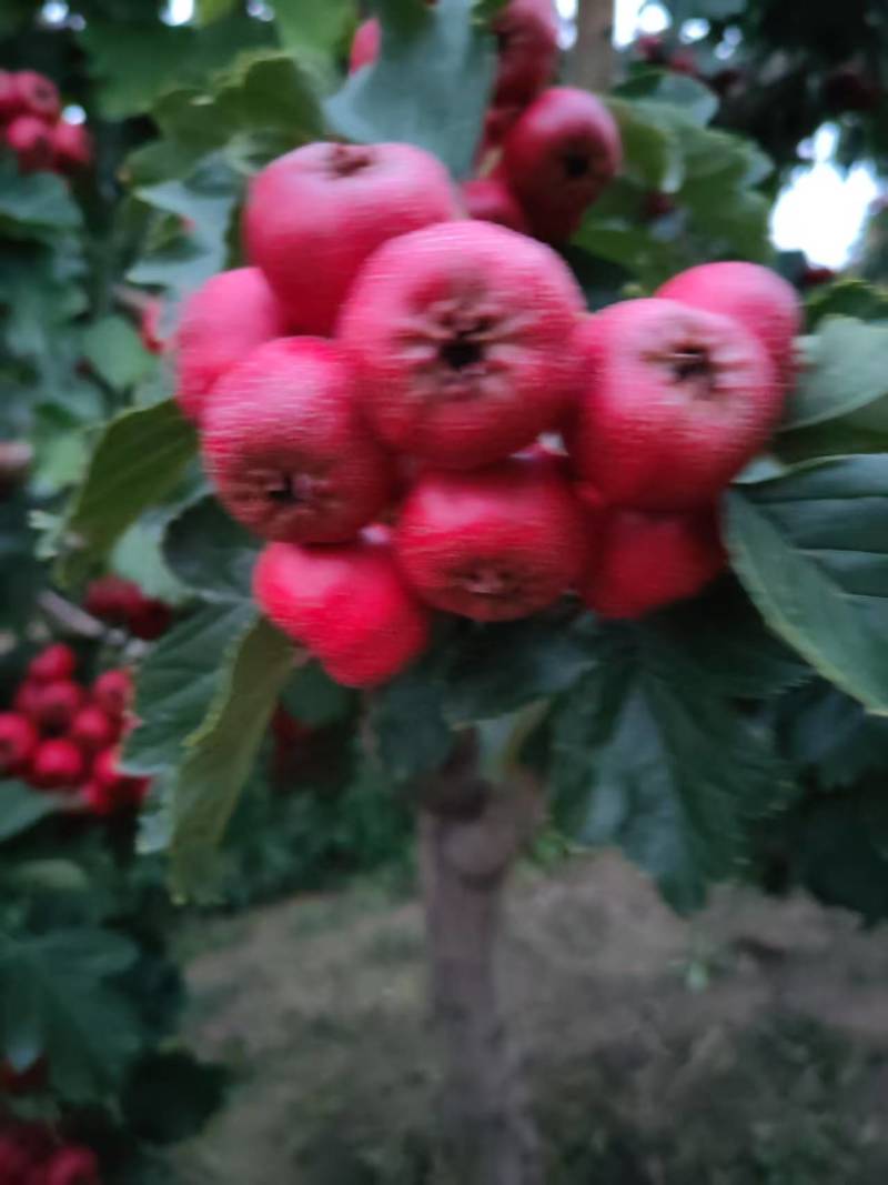 七月红山楂