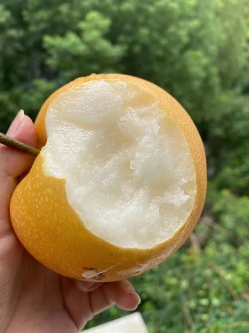 秋月梨