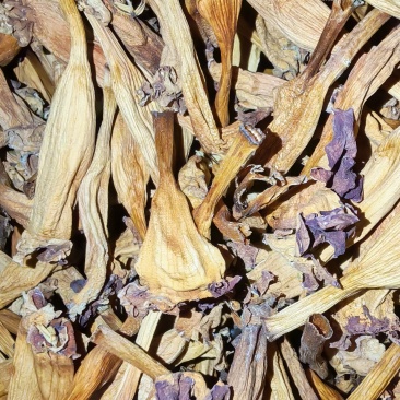 凌霄花干花