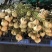 豆薯