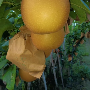秋月梨