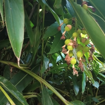 沙仁