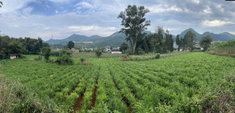我自己种的，现拔现发