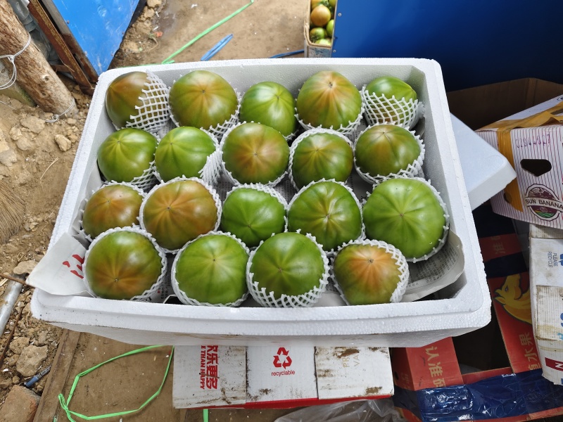 铁皮柿子