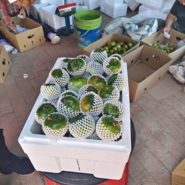 铁皮柿子