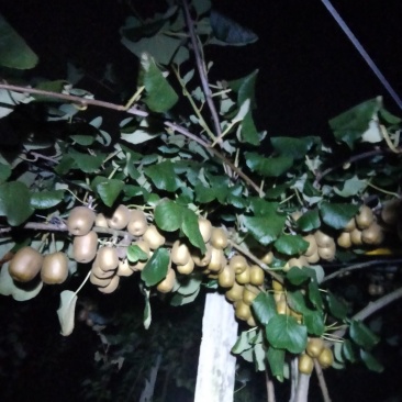 中果